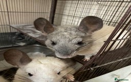 Chinchilla rodents for sale: White gold-bar mosaic Chinchillas for sale (Rare) - Image 4