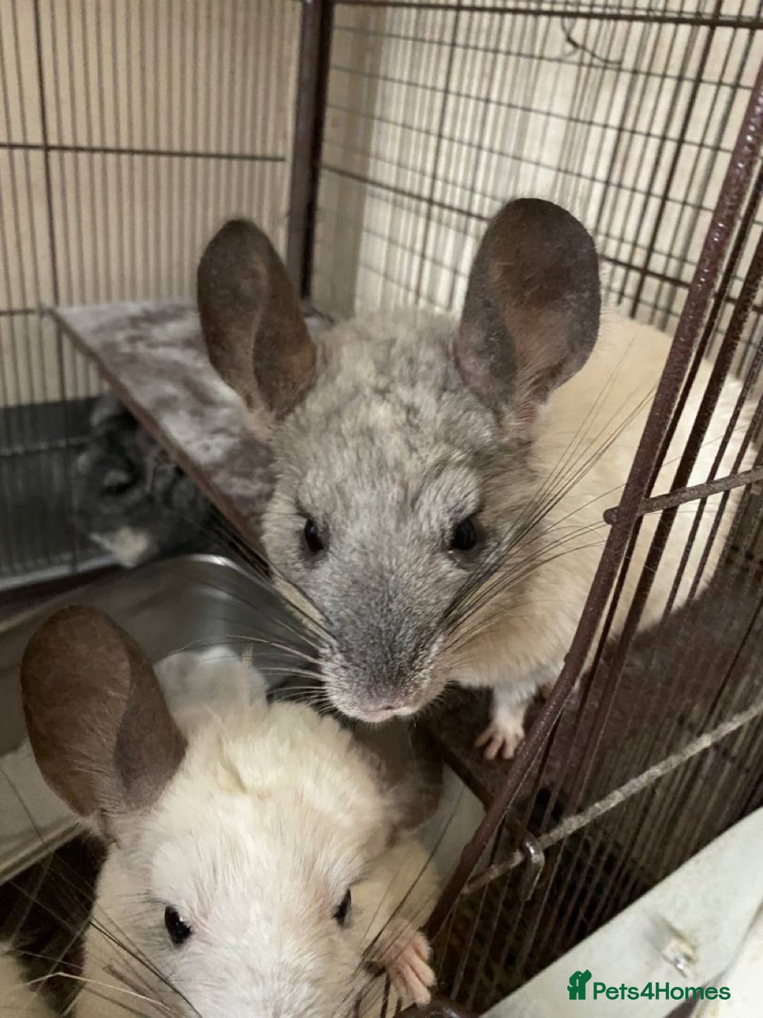 Chinchilla rodents for sale: White gold-bar mosaic Chinchillas for sale (Rare) - Image 4