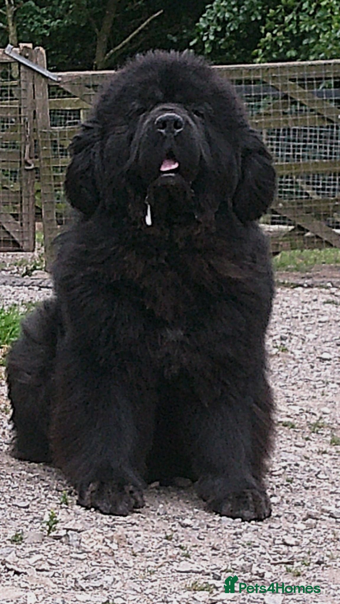 Newfoundland dogs Newfoundland puppies from Imp lines - Advert 7