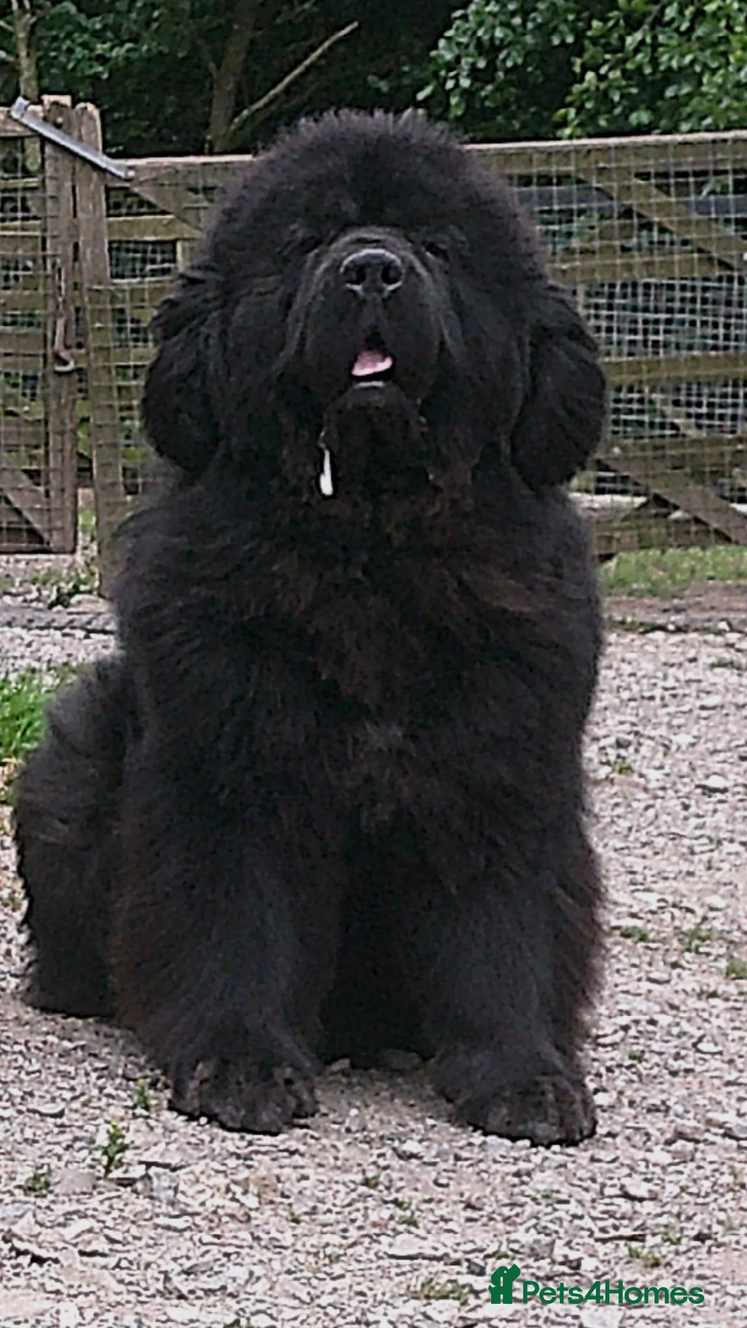 Newfoundland dogs for sale: Newfoundland puppies from Imp lines - Advert 1