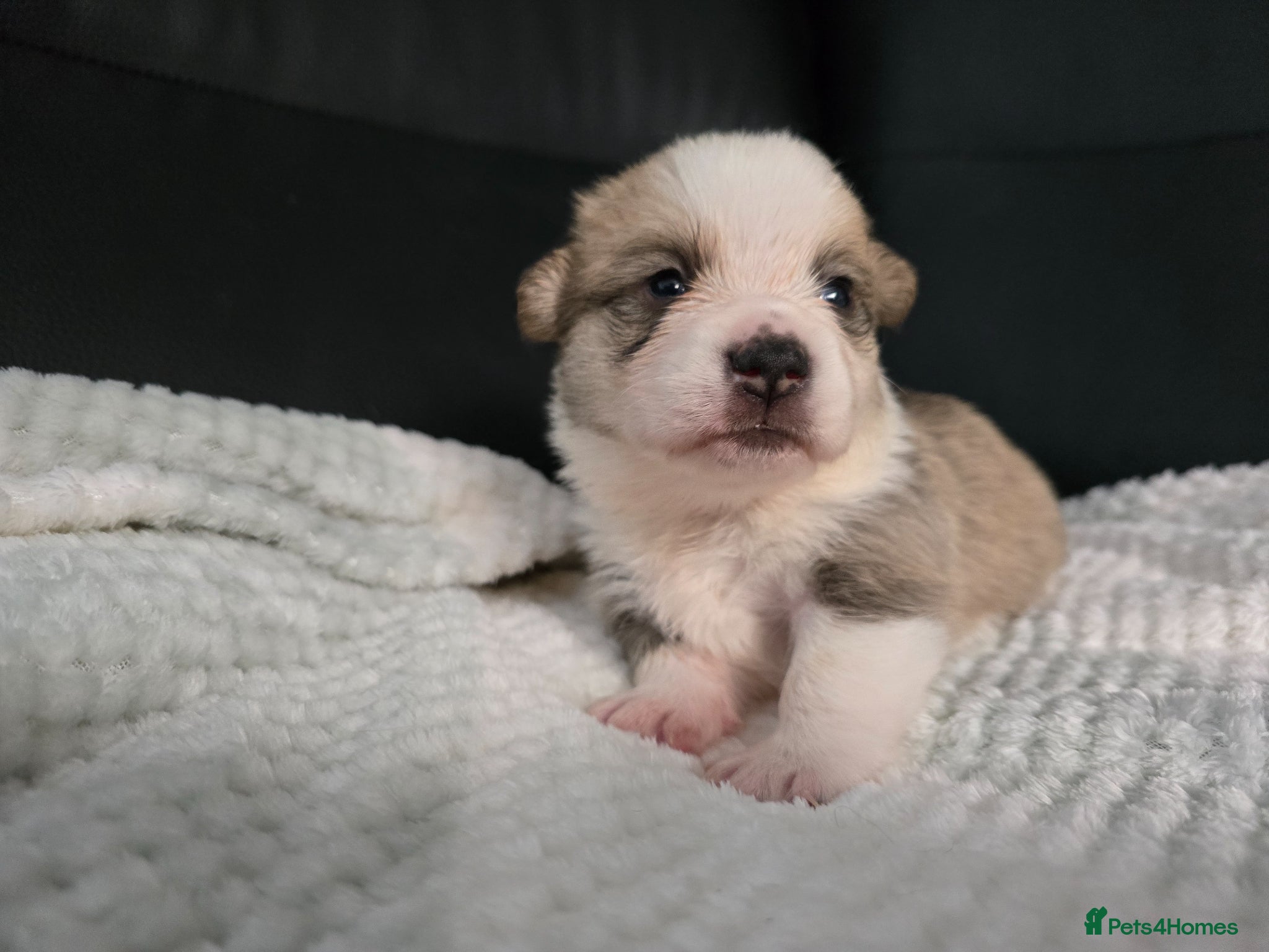 Welsh Corgi Pembroke dogs *Viewings now available!*KC Welsh Pembroke Corgi. - Advert 2