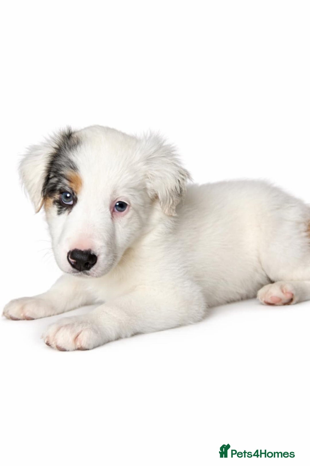 Border Collie dogs for sale: Border collie blue marble puppies - Advert 7