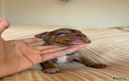 Miniature Dachshund dogs for sale: 💕🐕Beautiful Miniature Dachshund puppies - Image 7