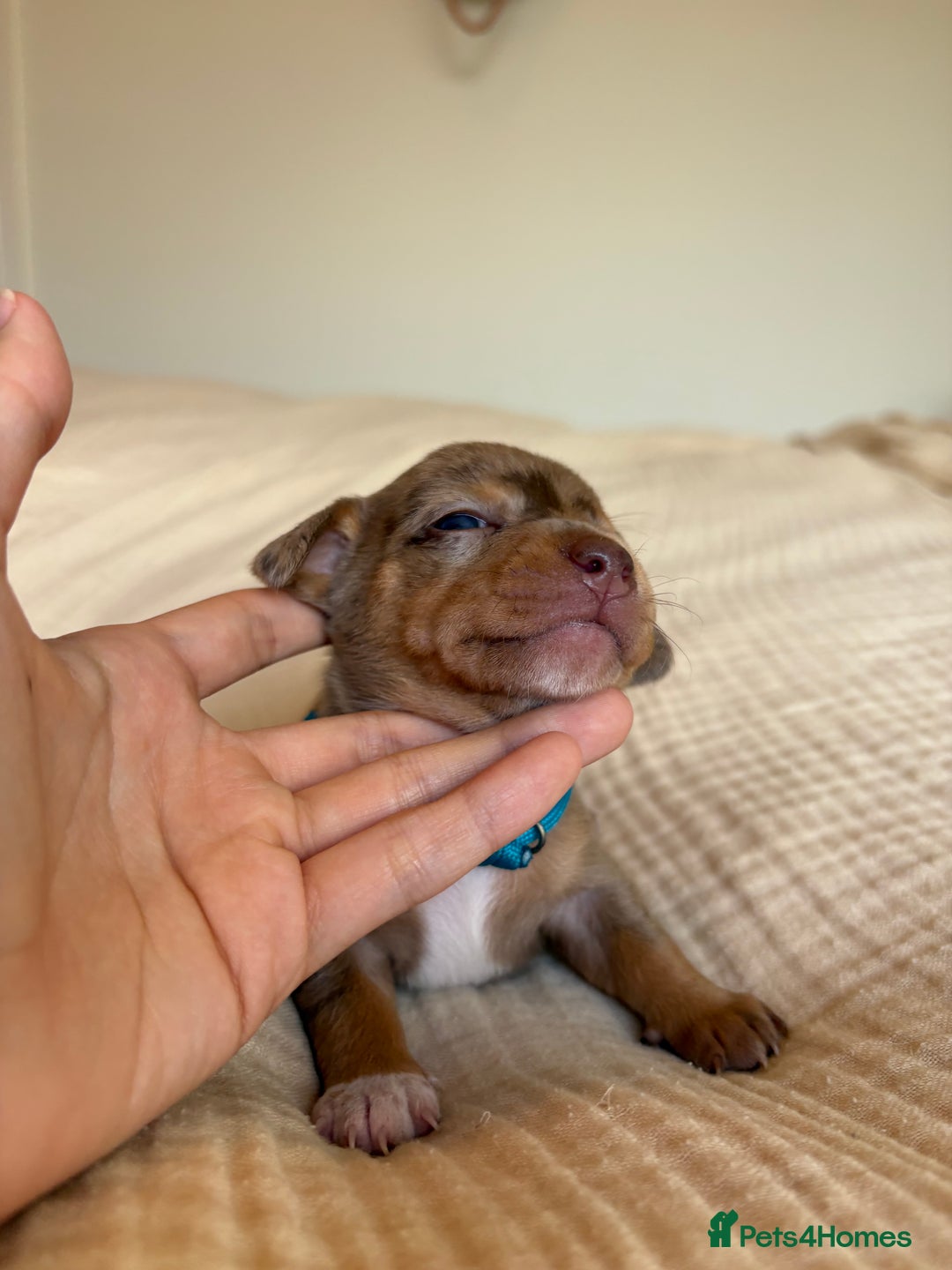 Miniature Dachshund dogs for sale: 💕🐕Beautiful Miniature Dachshund puppies - Image 7