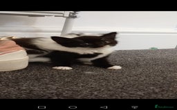 Mixed Breed cats for sale: Ragdoll mix tuxedo kittens - Image 7