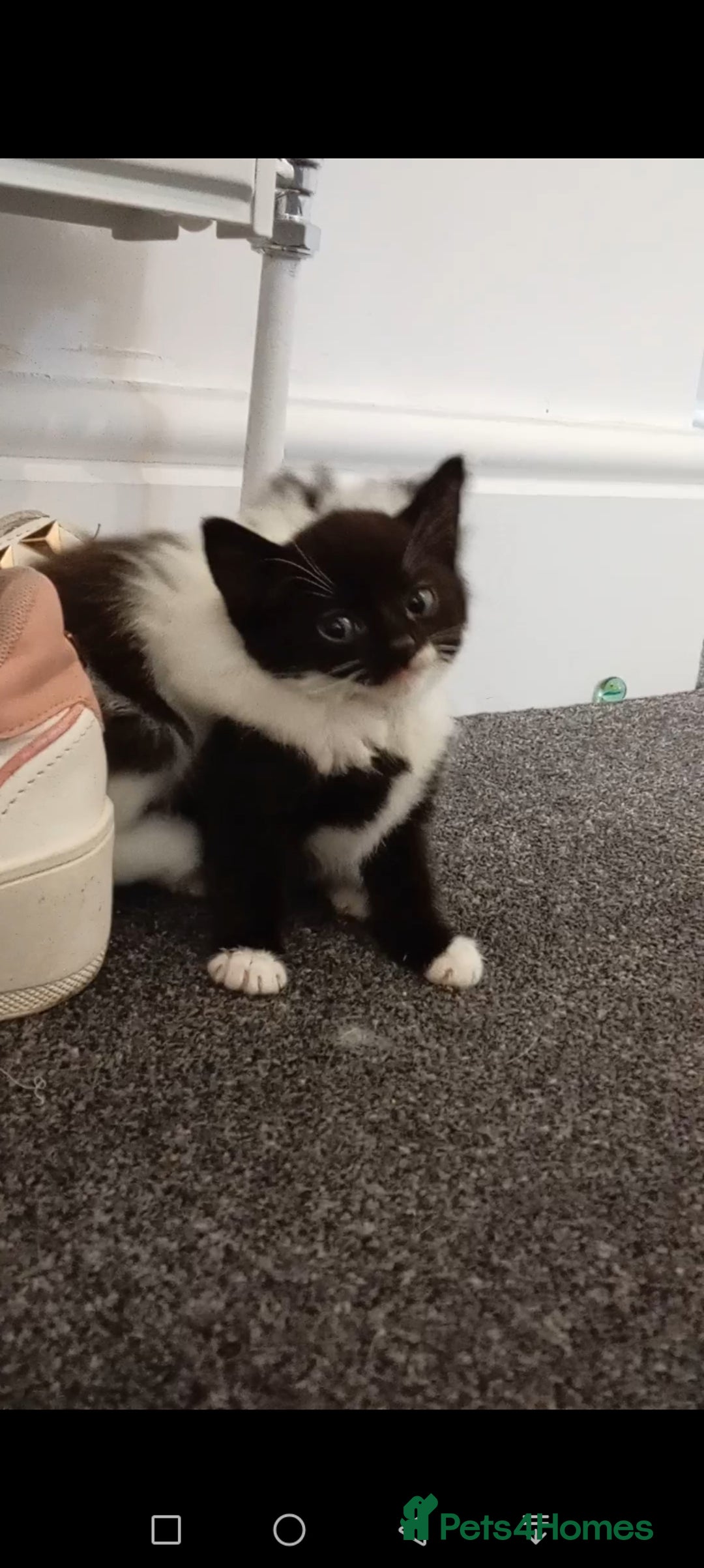 Mixed Breed cats for sale: Ragdoll mix tuxedo kittens - Image 7