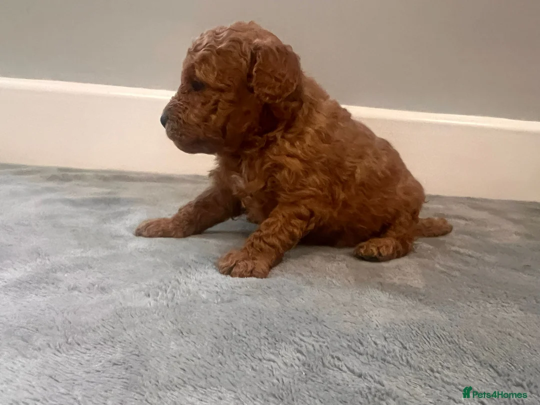 Mixed Breed dogs for sale: 🐩Asian Line Poodles-Fox Red, Apricot 🐩  - Advert 11