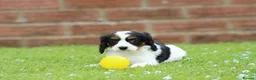 Cavapoo dogs for sale: Beautiful Cavapoo puppies for sale - Advert 32