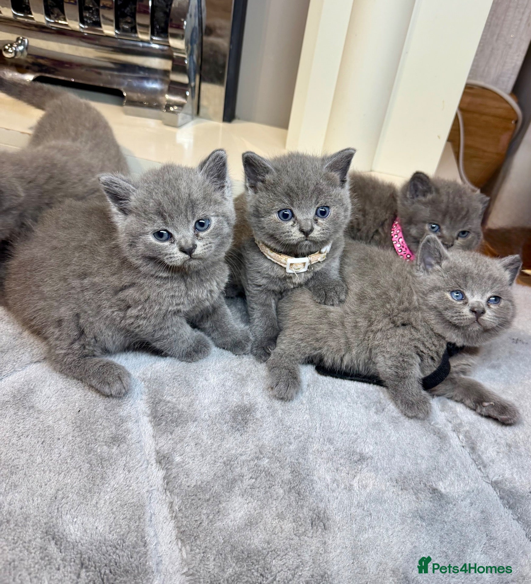 British Shorthair cats British shorthair kittens  - Advert 1