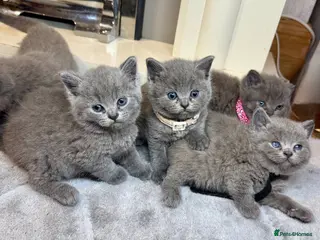 British Shorthair cats British shorthair kittens - Advert 1
