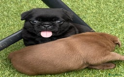 Pug dogs for sale: stunning KC Registered PUG puppies  - Image 7