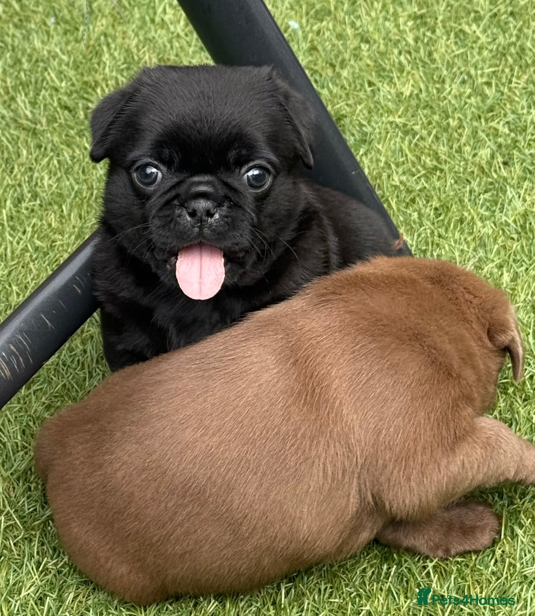Pug dogs for sale: stunning KC Registered PUG puppies  - Image 7