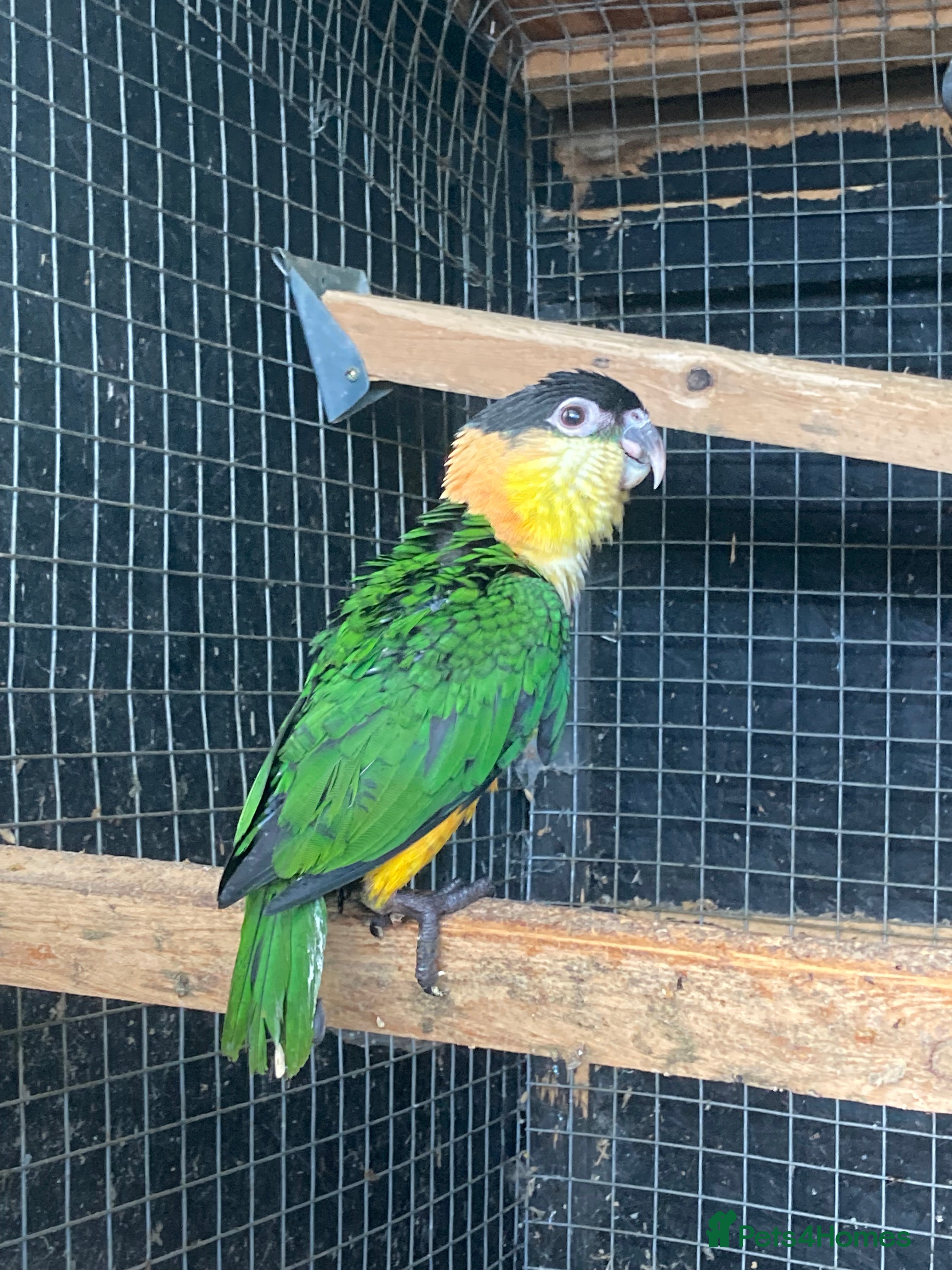 Parrots birds Black headed caique  - Advert 1