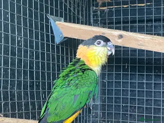 Parrots birds Black headed caique - Advert 1