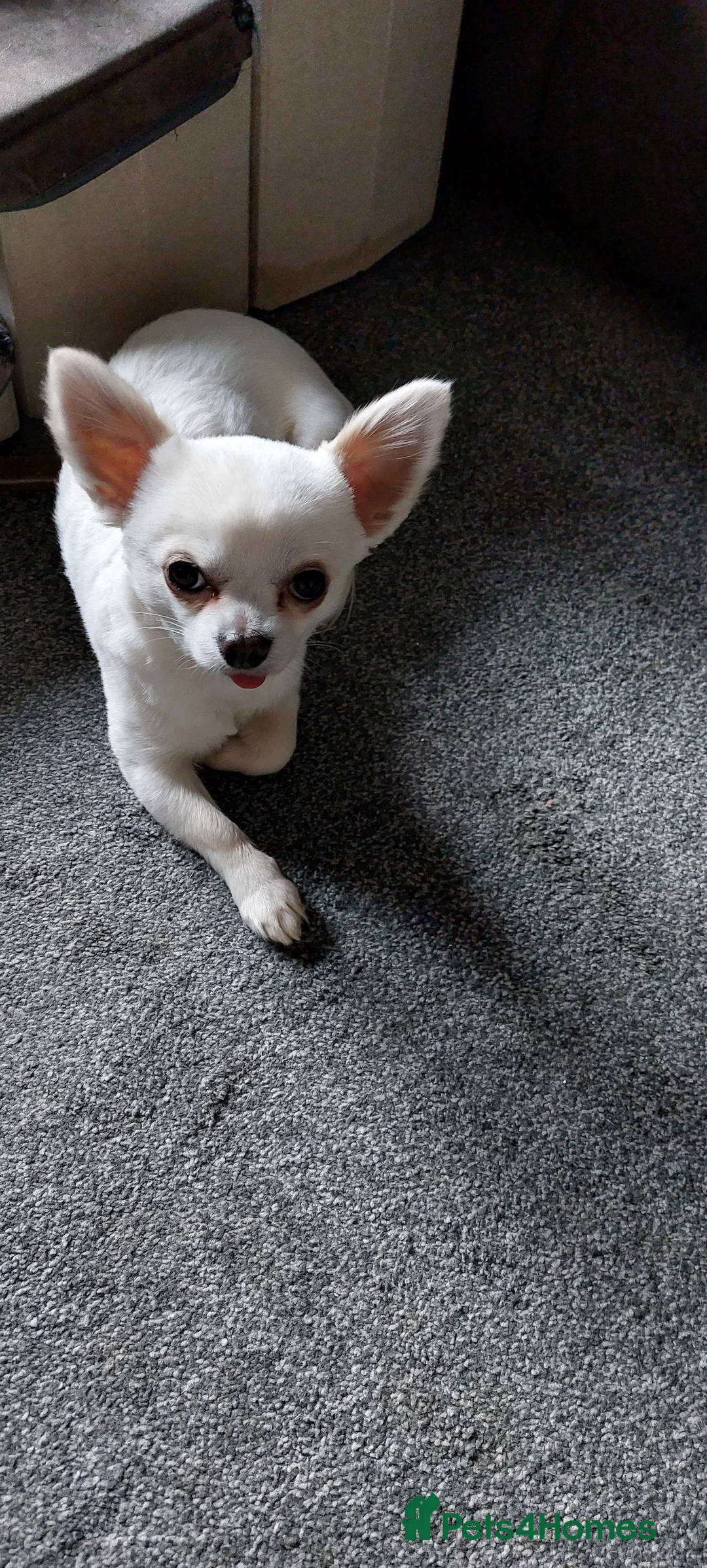 Chihuahua dogs for stud: Gorgeous long haired Boy for Stud in Coatbridge - Advert 2