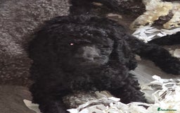 Standard Poodle dogs for sale: Stunning kc standard poodle puppies ready now - Image 2