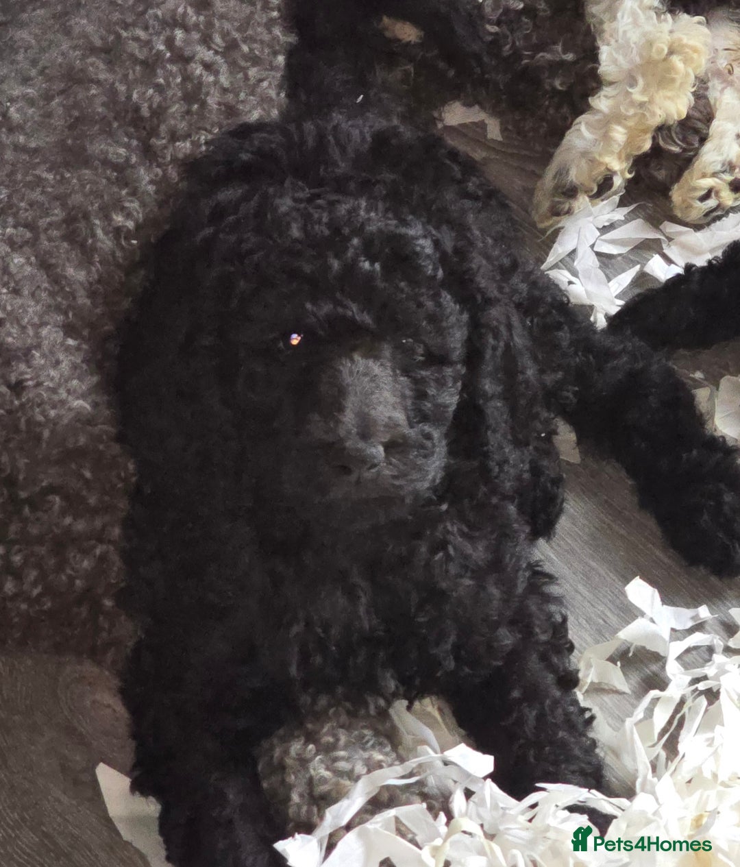 Standard Poodle dogs for sale: Stunning kc standard poodle puppies ready now - Image 2