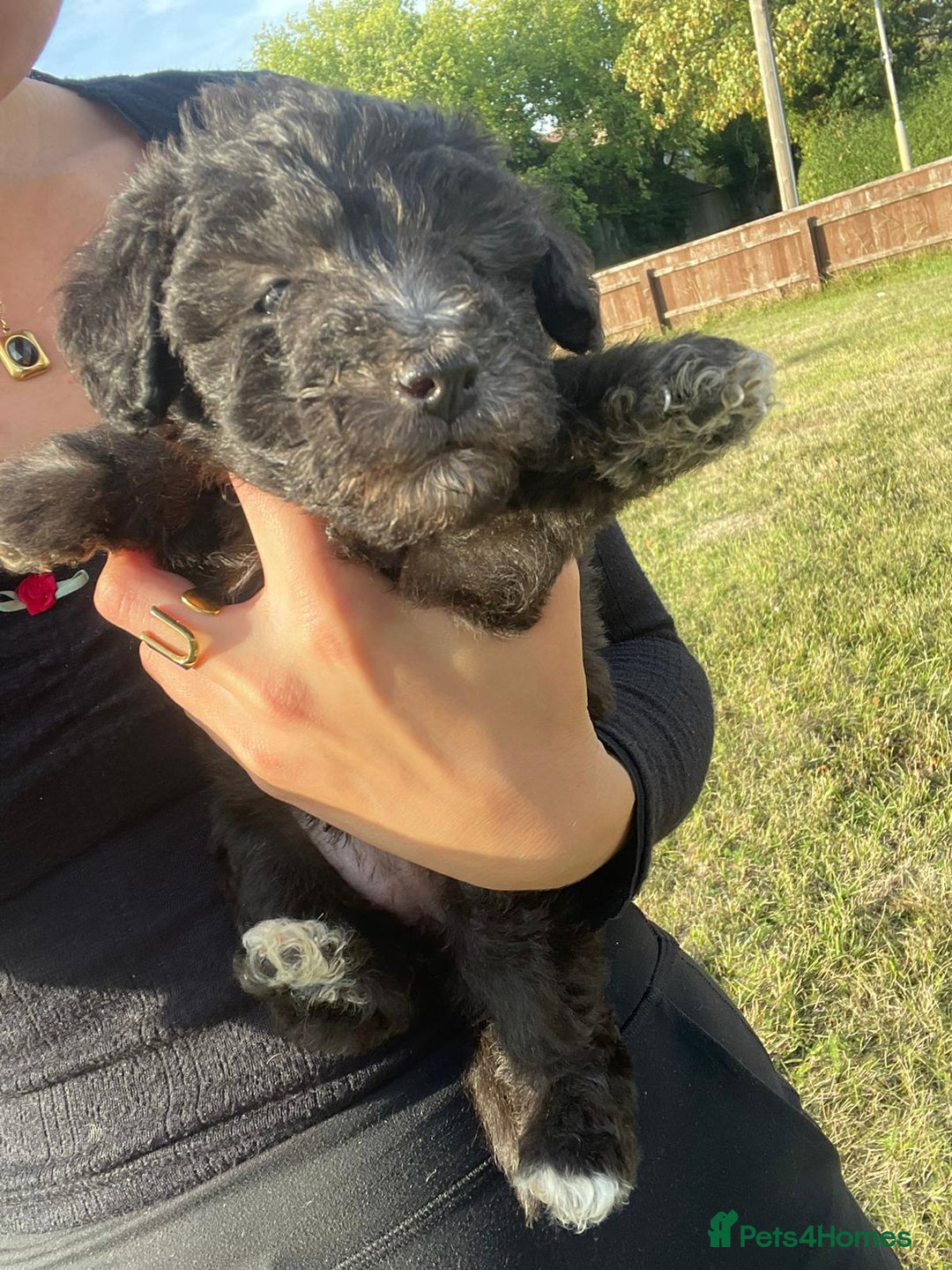 Mixed Breed dogs for sale: Foxypoo puppies for sale  - Image 15