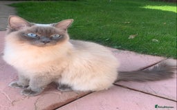Ragdoll cats for sale: Beautiful Rag-doll cross Siberian kittens 7 weeks - Image 6