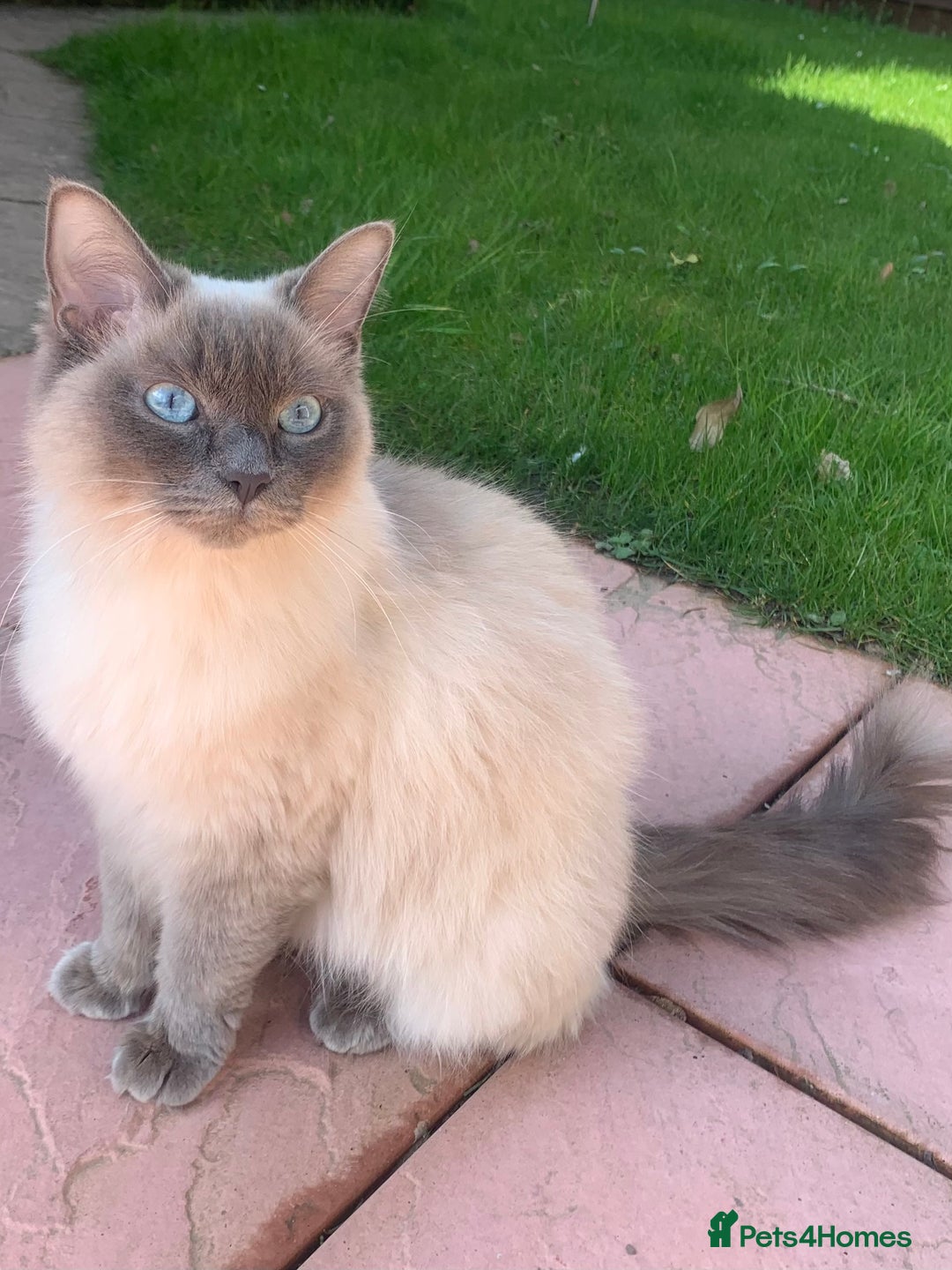 Ragdoll cats for sale: Beautiful Rag-doll cross Siberian kittens 7 weeks - Image 6
