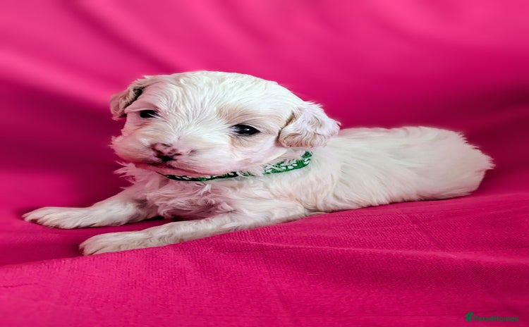 Maltipoo dogs Beautiful Toy Maltipoo Puppies - Advert 6