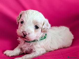 Maltipoo dogs Beautiful Toy Maltipoo Puppies - Advert 1