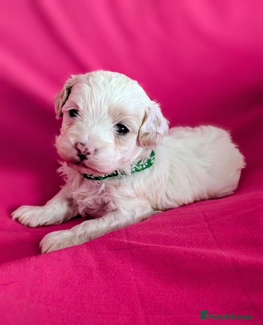 Maltipoo dogs Beautiful Toy Maltipoo Puppies - Advert 6