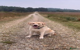 Labrador Retriever dogs for adoption: Tank  - Image 3