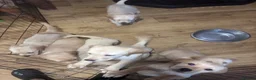Goldador dogs for sale: Labrador x golden retriever ( goldador) - Advert 8