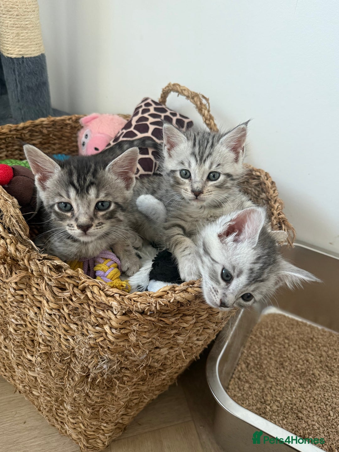Mixed Breed cats for sale: Maine Coon x Savannah Kittens - Advert 7