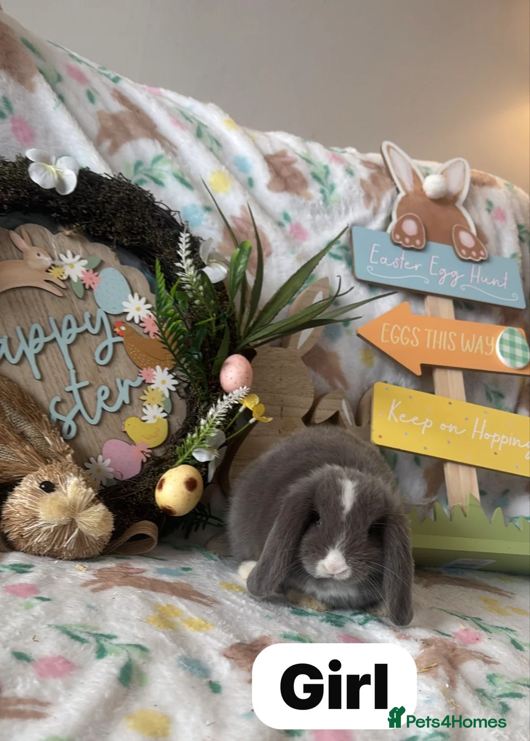 Mini Lop rabbits for sale: Mini Lop Babies  - Advert 1