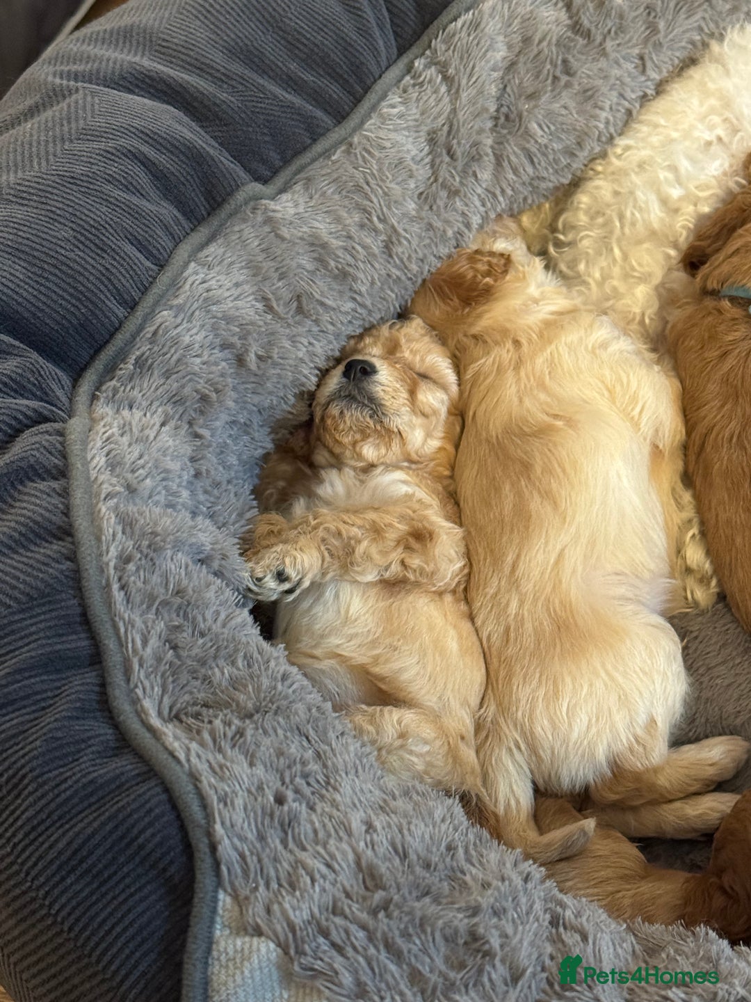 Cavapoo dogs for sale: Cavapoo puppies 1 male 1 female left - Image 11