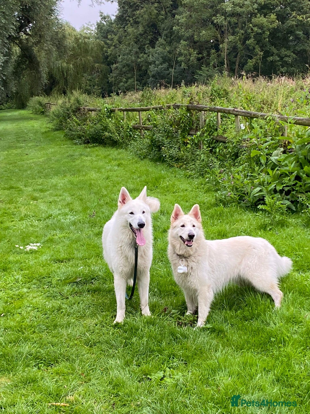 White Swiss Shepherd dogs for sale: REHOME NEEDED FOR 2 WHITE SWISS SHEPARDS  - Advert 2