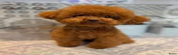 Maltipoo dogs for sale: Luxury Asian Maltipoo Girls 🩷 - Advert 25