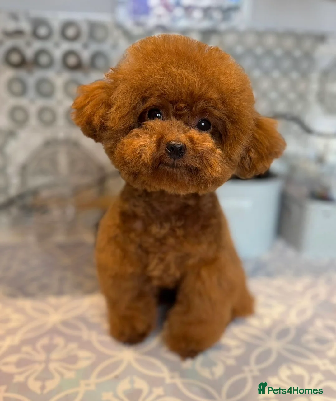 Maltipoo dogs for sale: Luxury Asian Maltipoo Girls 🩷 - Advert 25