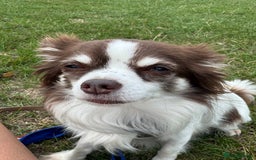 Chihuahua dogs for sale: 5 year old male long haired chihuahua - Image 2