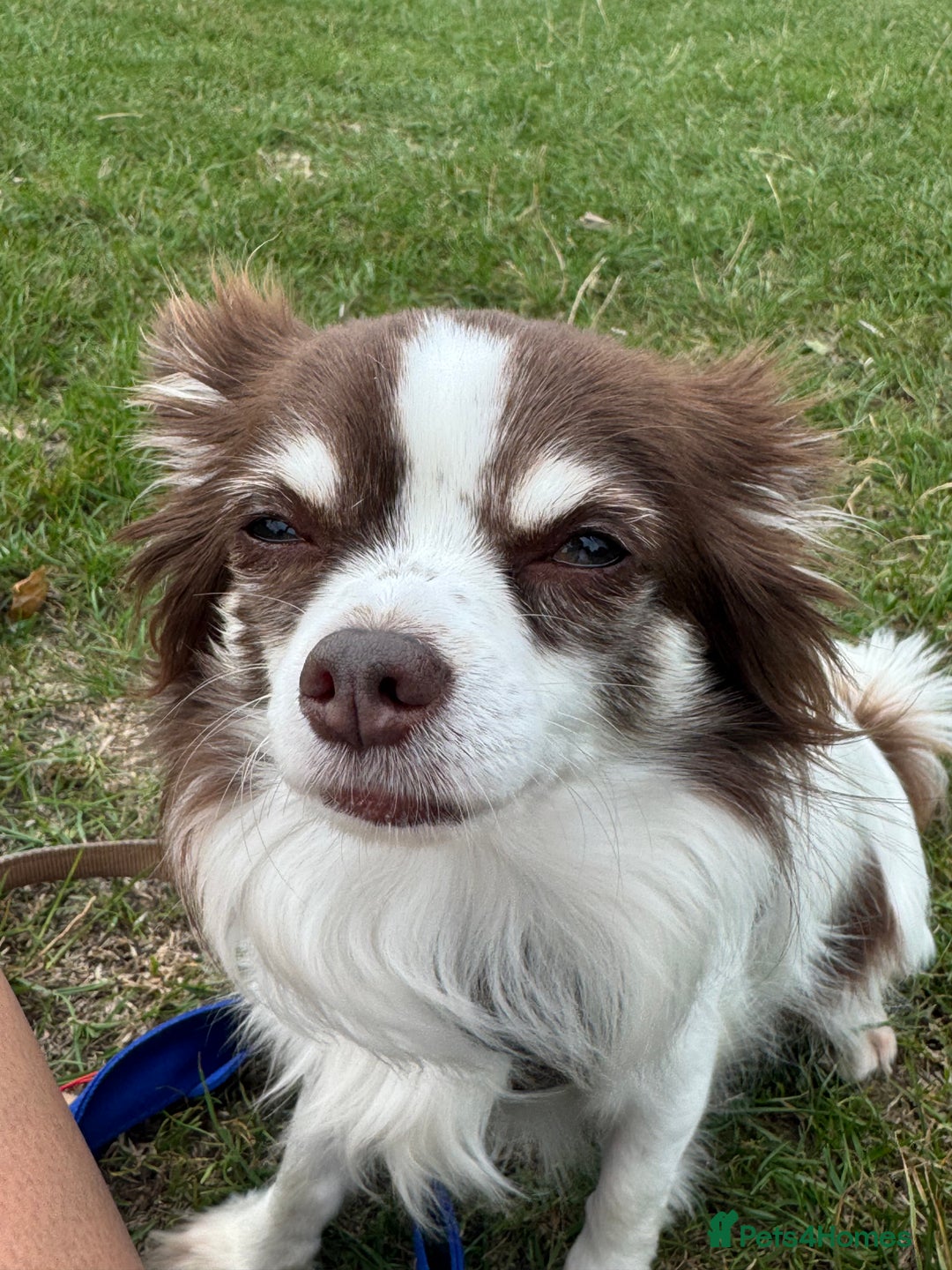 Chihuahua dogs for sale: 5 year old male long haired chihuahua - Image 2