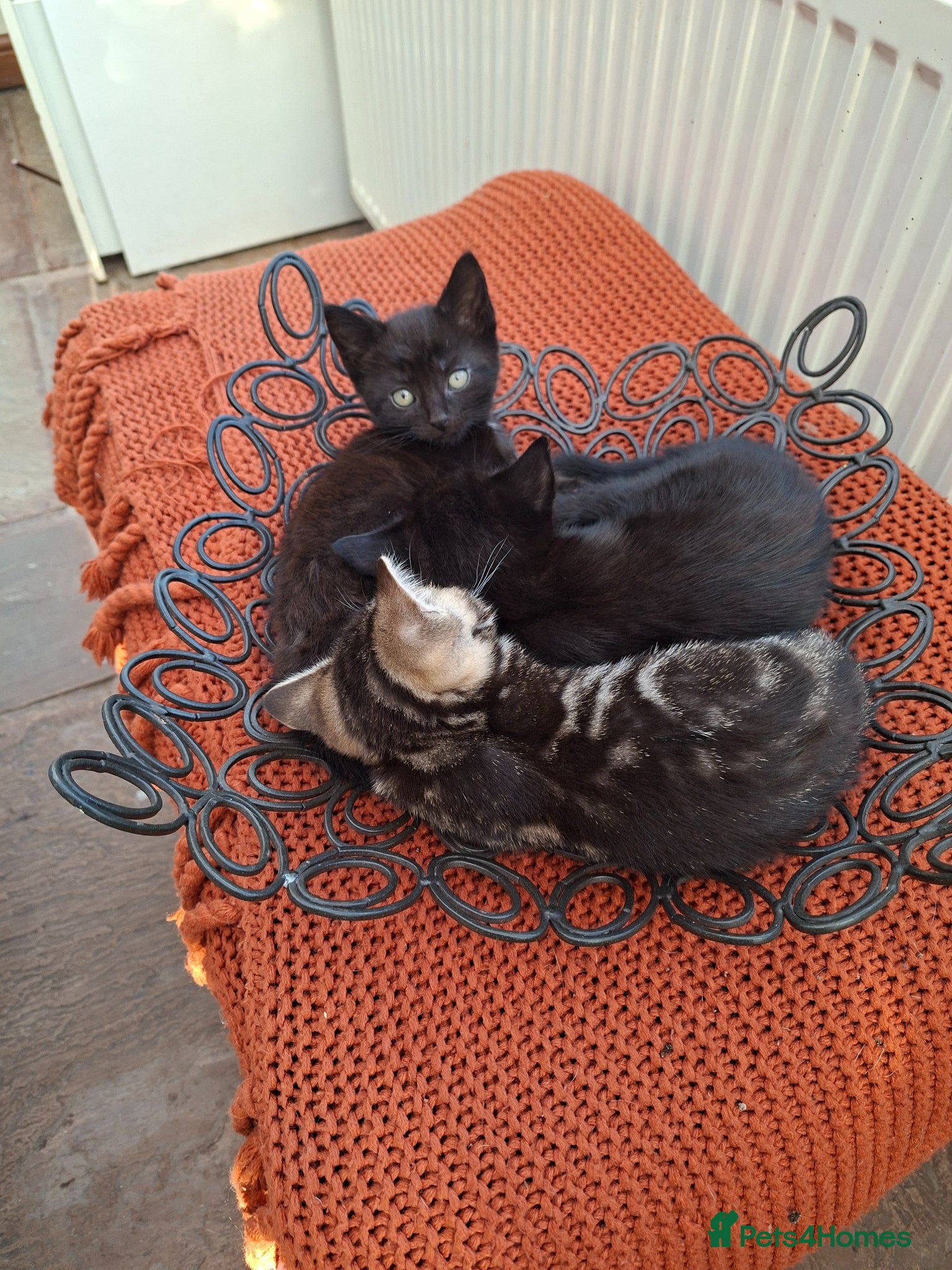 Mixed Breed cats 3 tabby kittens for sale - Advert 2