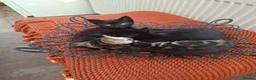 Mixed Breed cats for sale: 3 tabby kittens for sale - Advert 2