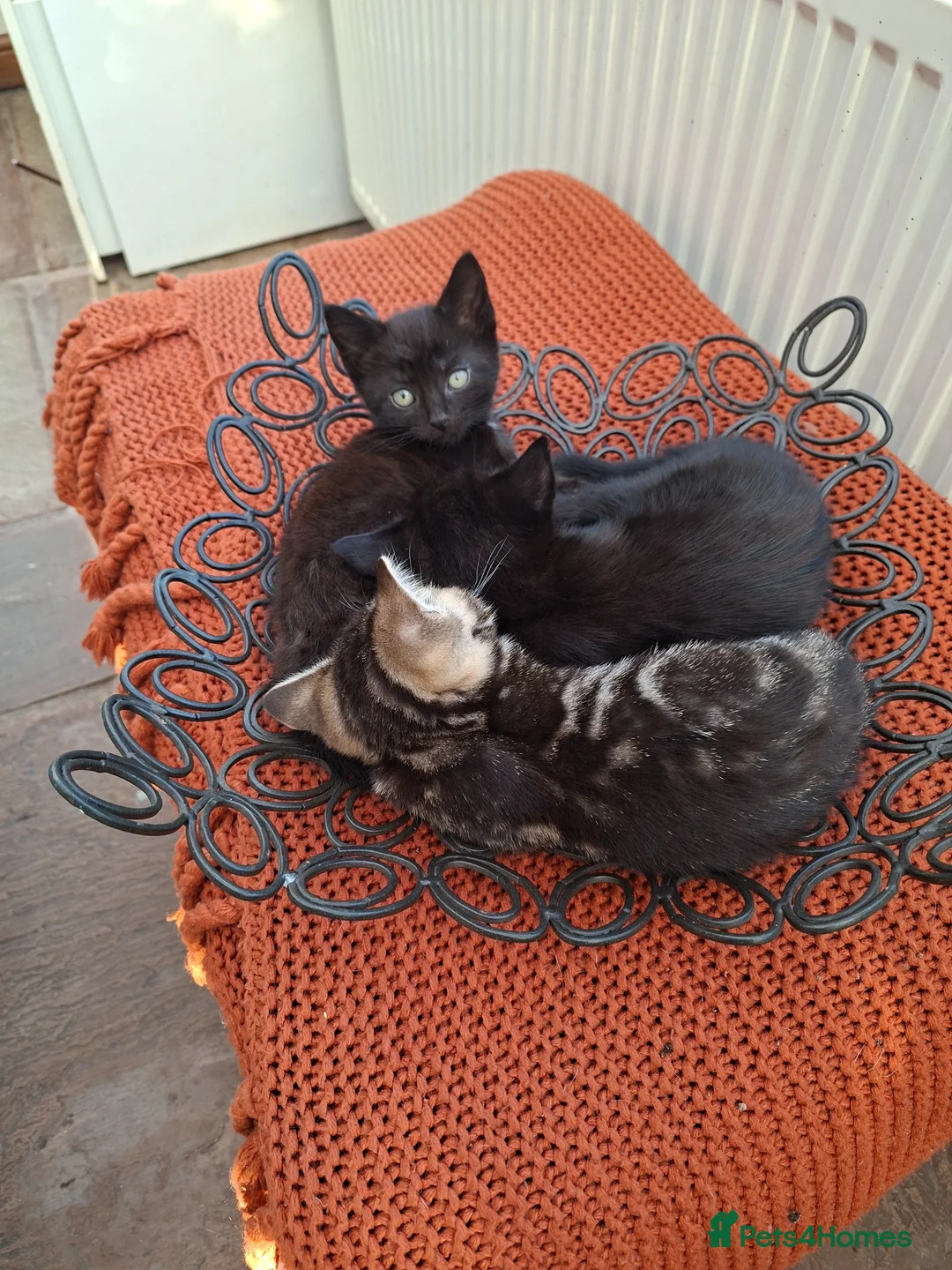 Mixed Breed cats for sale: 3 tabby kittens for sale - Advert 2