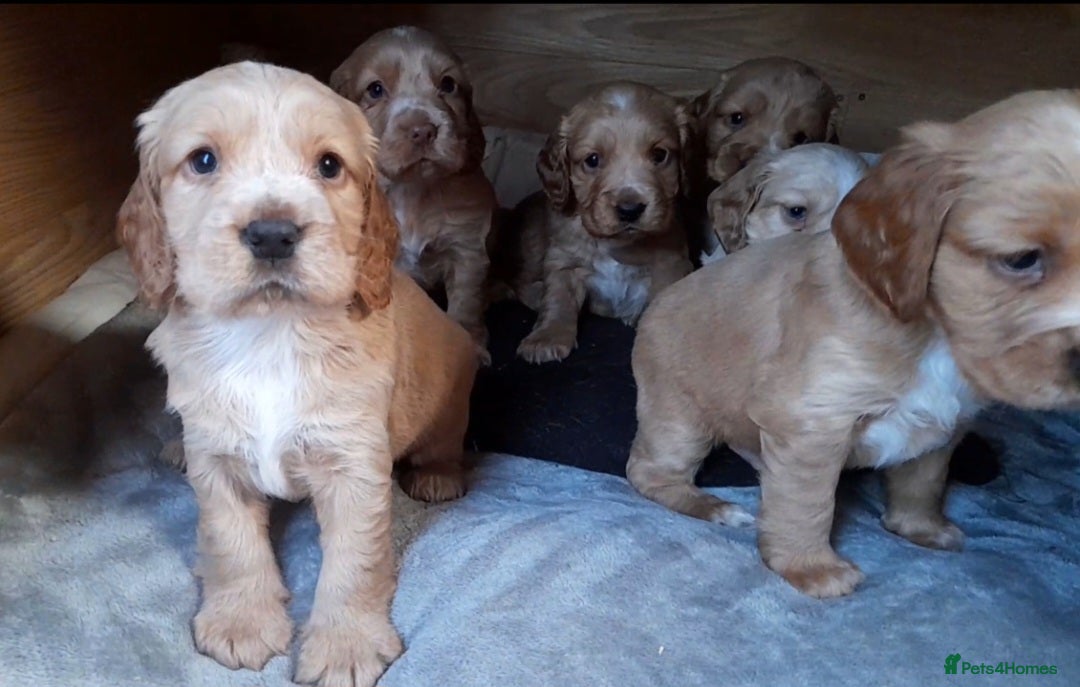 Sprocker dogs Sprocker x Cocker Puppies - Advert 1