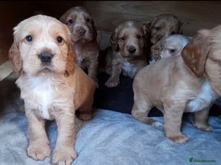 Sprocker dogs Sprocker x Cocker Puppies - Advert 10