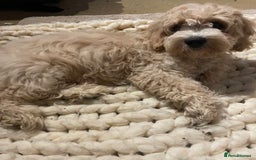 Cavapoo dogs for sale: Toy Cavapoo Puppies - Image 7