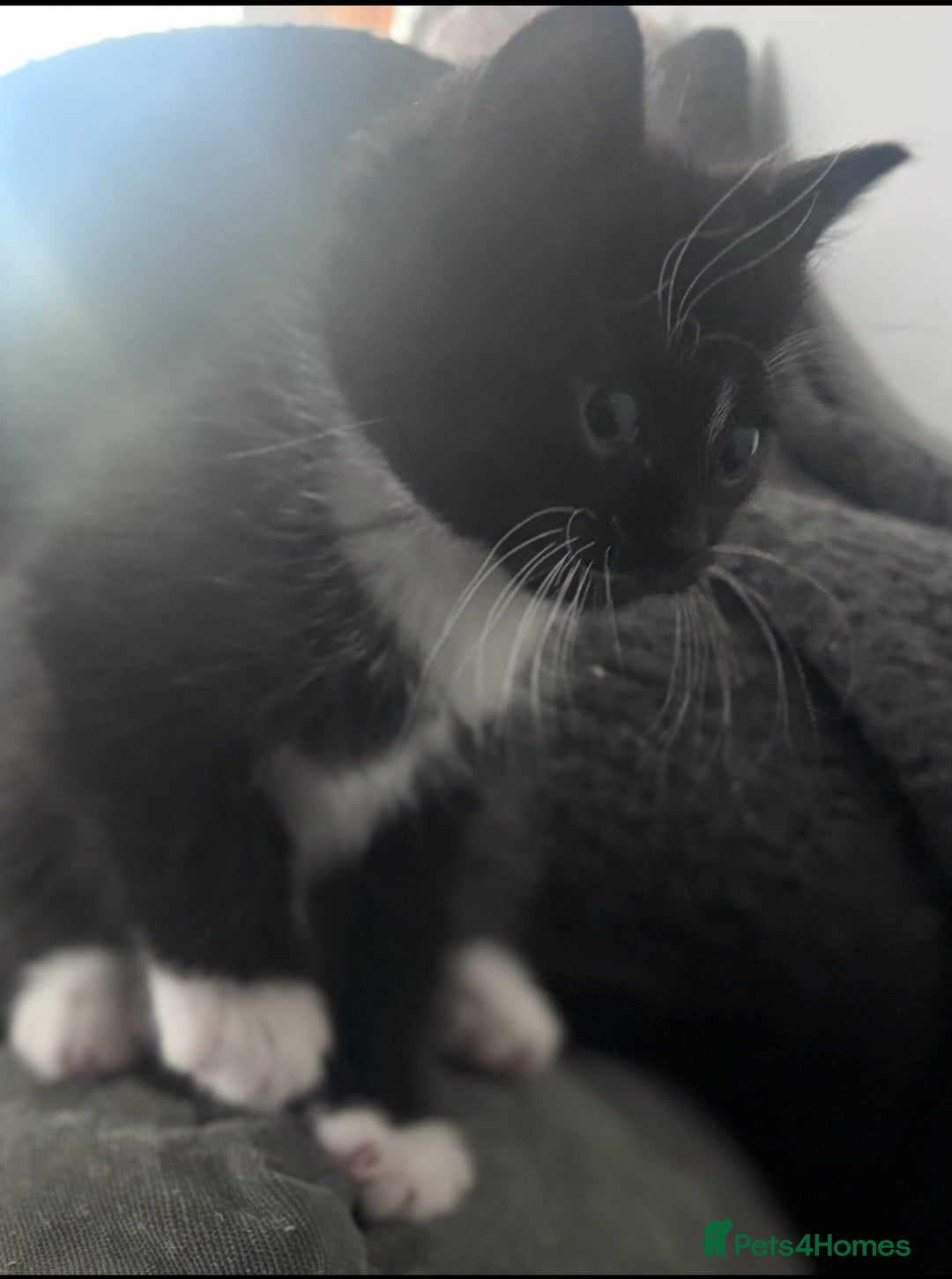 Mixed Breed cats for sale: Mixed breed kitten. Part Ragdoll - Advert 5