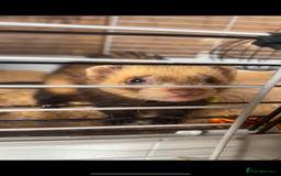 Ferret rodents for sale: Hob ferret - Image 7