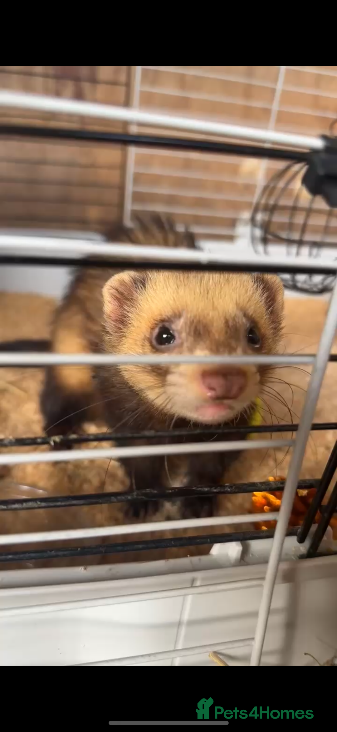 Ferret rodents for sale: Hob ferret - Image 7