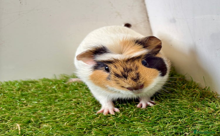 Guinea Pig rodents - Advert 1