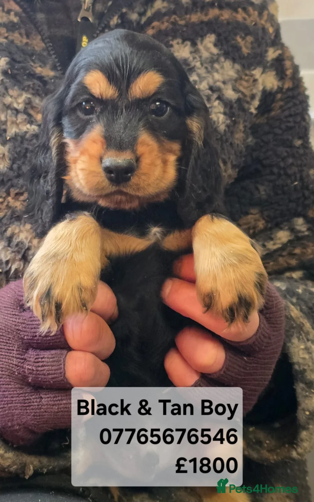 Cocker Spaniel dogs for sale: Cocker Spaniel Show Puppies Homebred Licenced - Advert 2