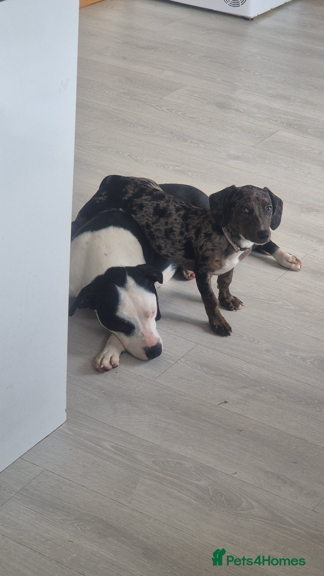 Mixed Breed dogs for sale: Dachsund cross - Image 5