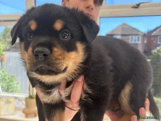 Mixed Breed dogs Rottweiler x Presa Canario - Advert 14